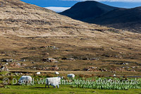 By Loch Na Keal, Mull.